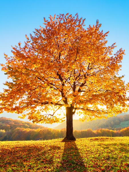 Autumn