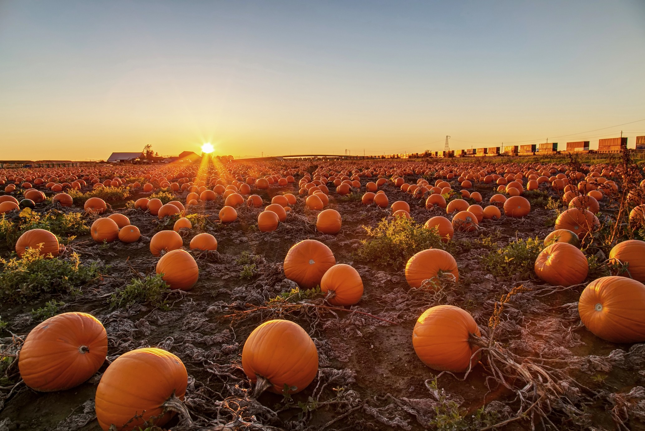 Pumpkin Autumn