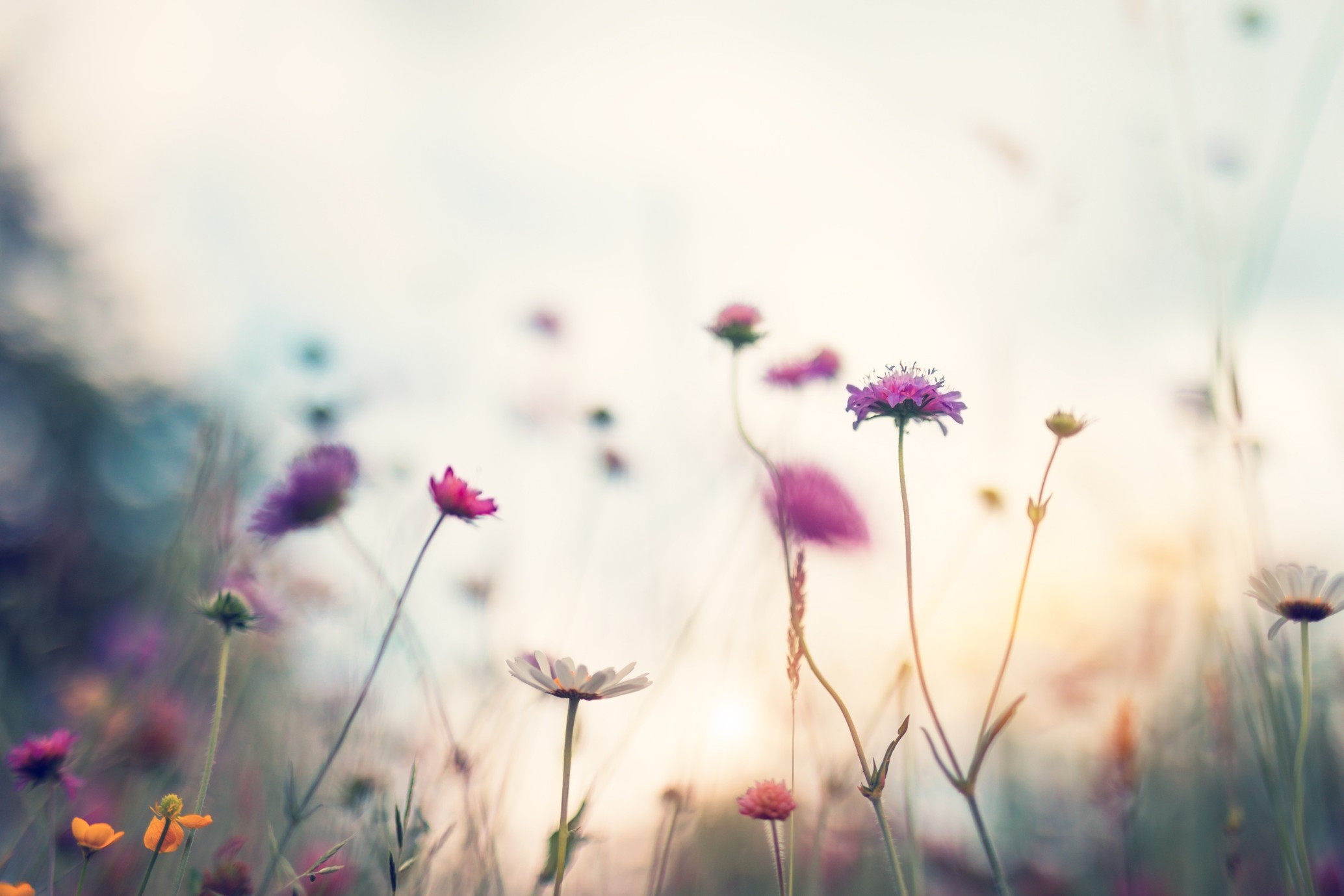 summer flowers