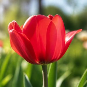 parkinsons disease red tulip - Edited